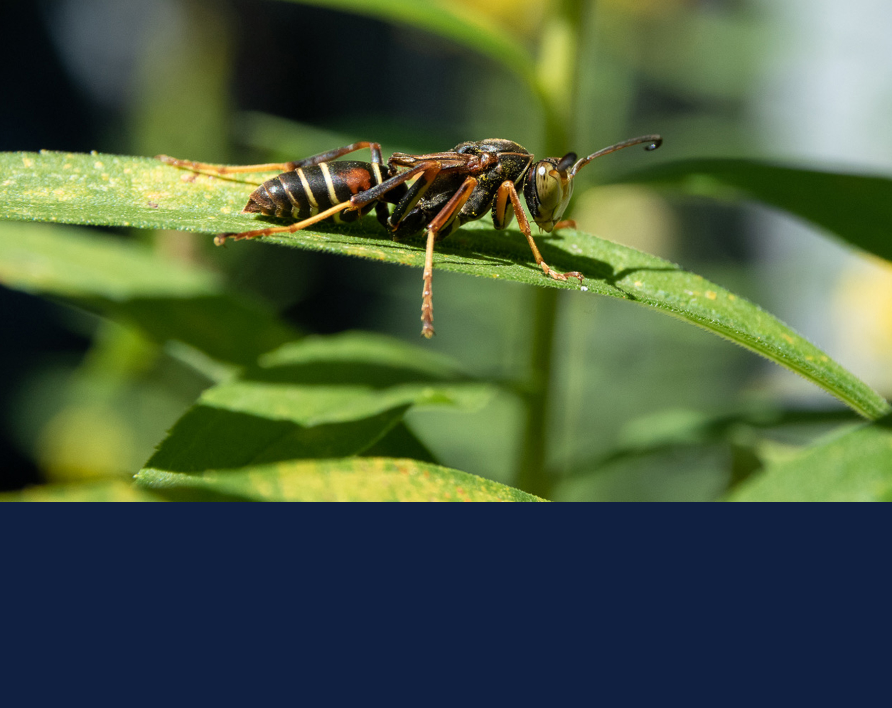 a paper wasp. Image by Edward M. Hsieh