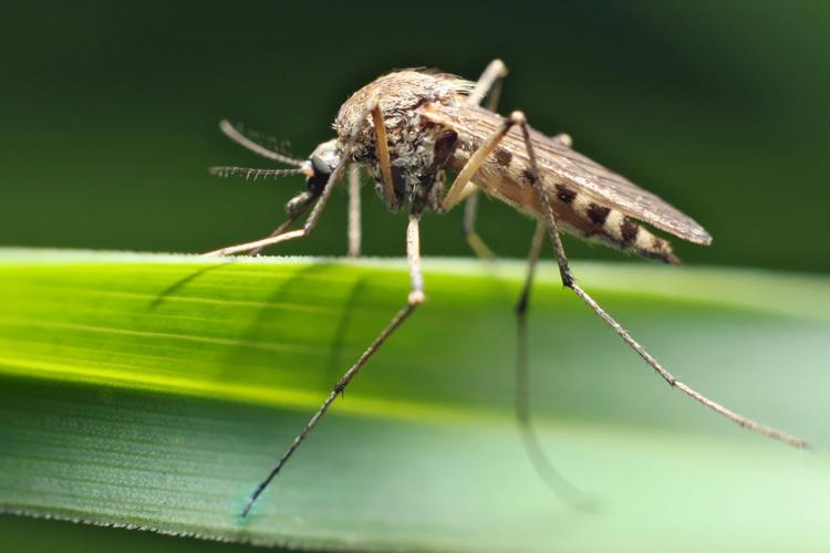 mosquito image via Shutterstock
