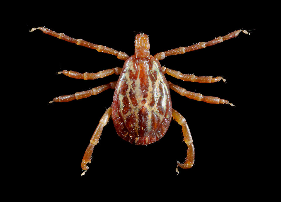 stock image of a tick