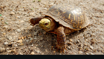 Ornate Turtle. Photo by Devin Edmonds