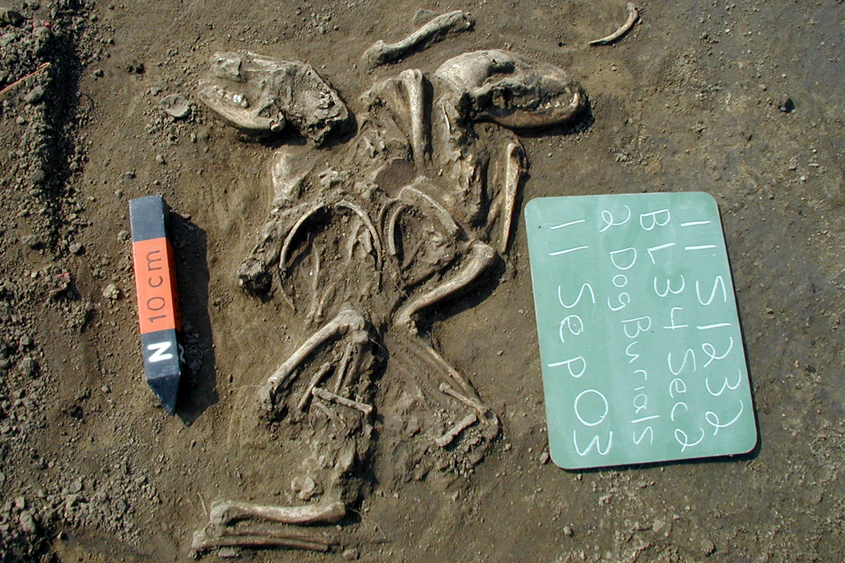 ancient dog burial. Photo courtesy Illinois State Archaeological Survey