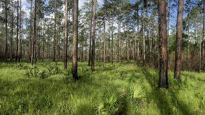3.	Wildflowers bloom in the recently burned understory of the pine flatwoods of Floridas Apalachicola National Forest.
