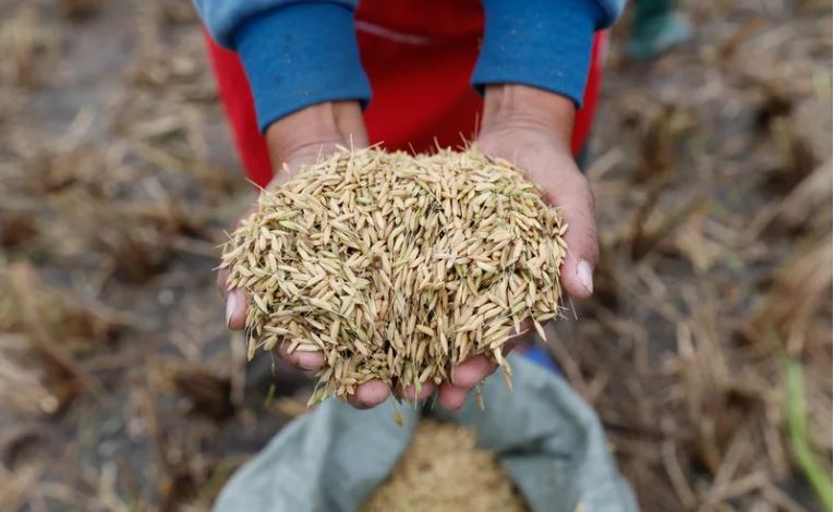 the hands of a Chinese farmer hold harvested perennial rice, 'Yunda 107'. China News Service/China News Service via Getty Images