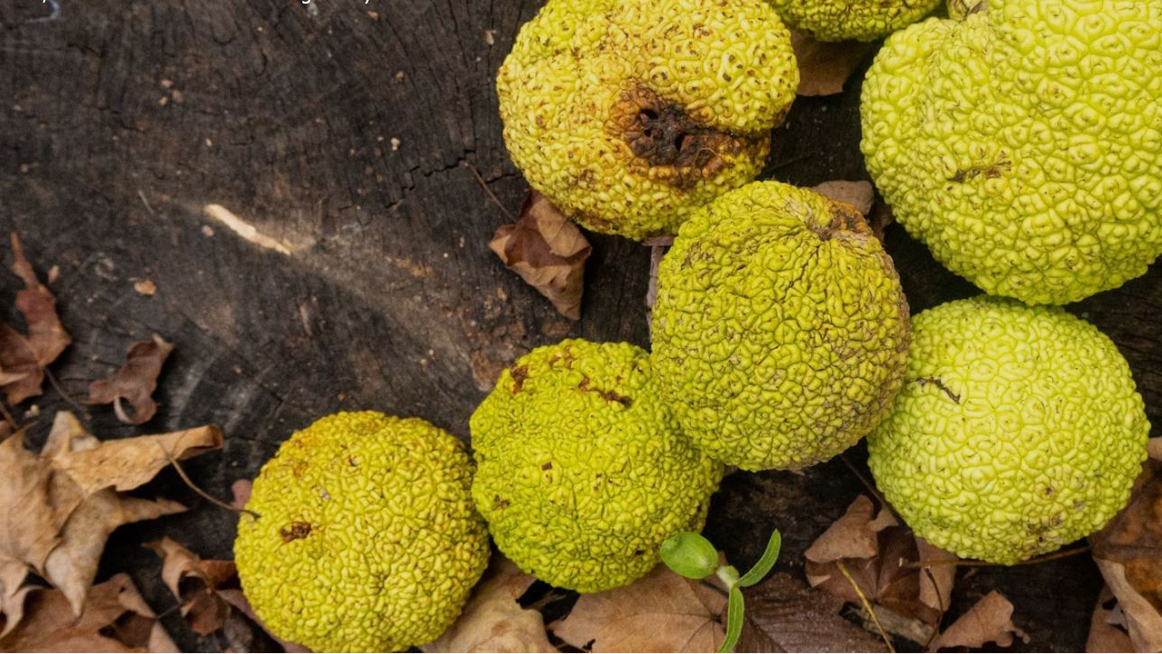 Fruits of the Osage orange tree. PHOTOGRAPHS BYANNE FARRAR for National Geographic