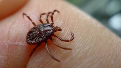 image of a tick on a finger via Wikimedia Commons
