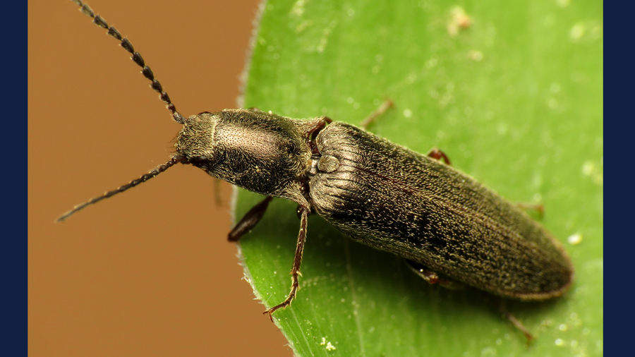click beetle photo by Katja Schultze via Wikimedia Commons