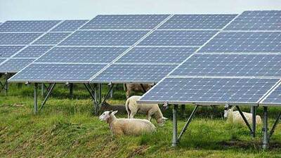 a few sheep eat grass and lounge at the base of solar panels. Photo via Wikimedia