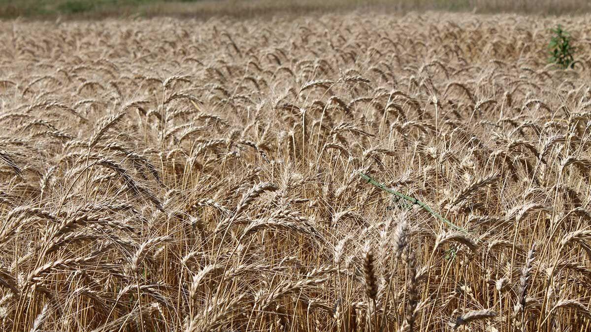 stock image of a wheat field