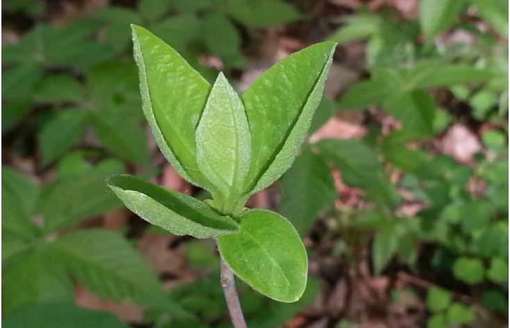 Sassafras leaves begin to grow. Courtesy of Kellen Calinger-Yoak
