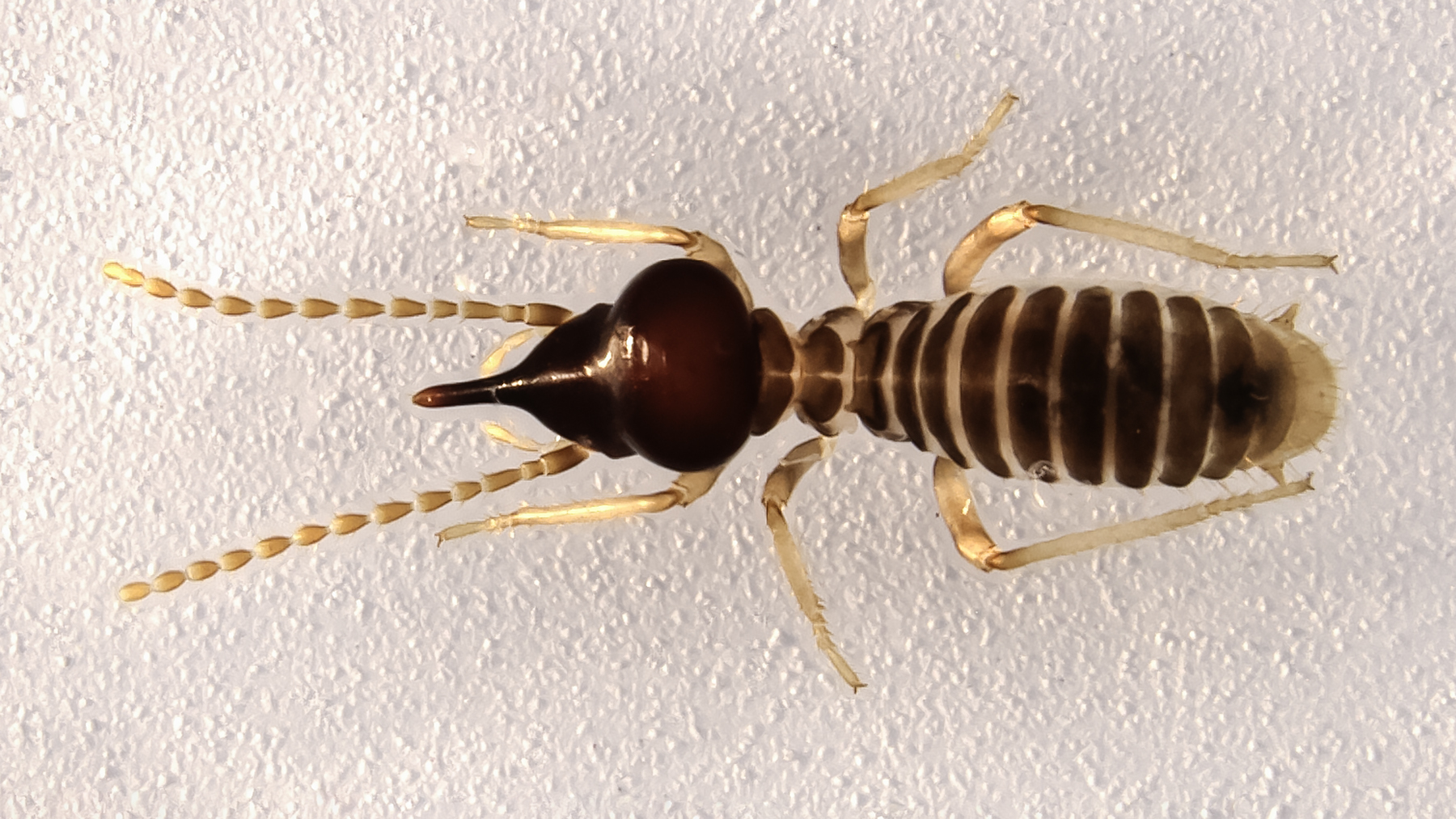 termite photo courtesy of Nathan Schiff
