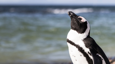 Humboldt penguin