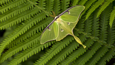 dramatic green colors of a moth sitting on a fern