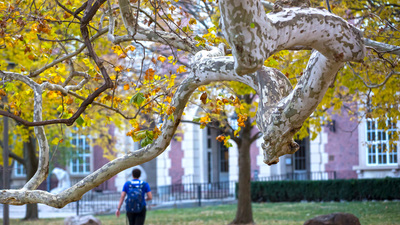 Sycamore tree near Gregory Hall, one of the oldest trees on campus