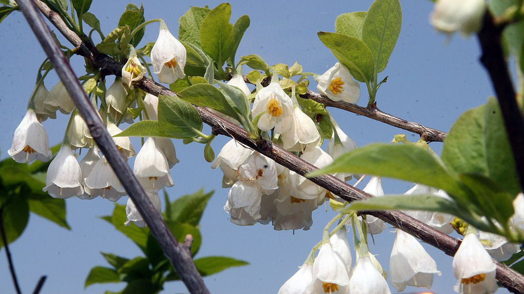 distinctive silverbell blooms. Photo via Wikimedia Commons