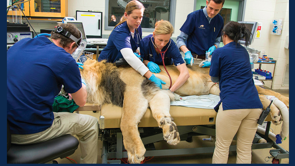 Langan (center) listens to the heart and examines the ear of Zenda, a male African lion, in the zoo’s animal hospital. (Image courtesy of the Chicago Zoological Society)