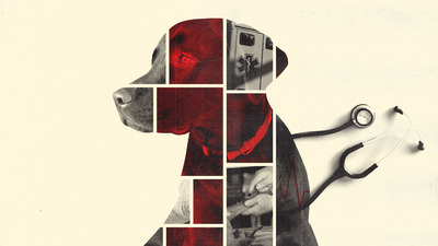 composite image of dog includes red shading and medical images. composed by Michael Vincent
