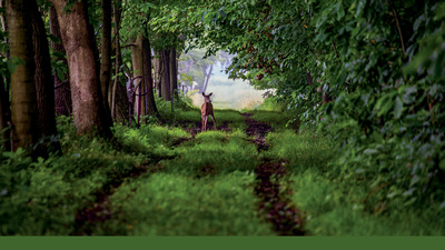 A deer pauses to scan its surroundings one recent morning in Trelease Woods. (Photo by Jesse Wallace.)