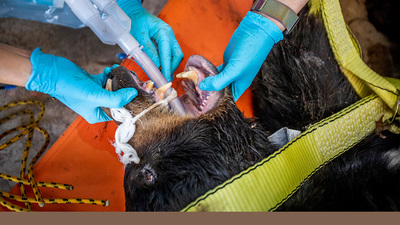 Students examine a black bear’s incisors. Photo by Fred Zwicky