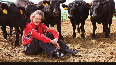 Professor Temple Grandin sitting amoungst several black cows