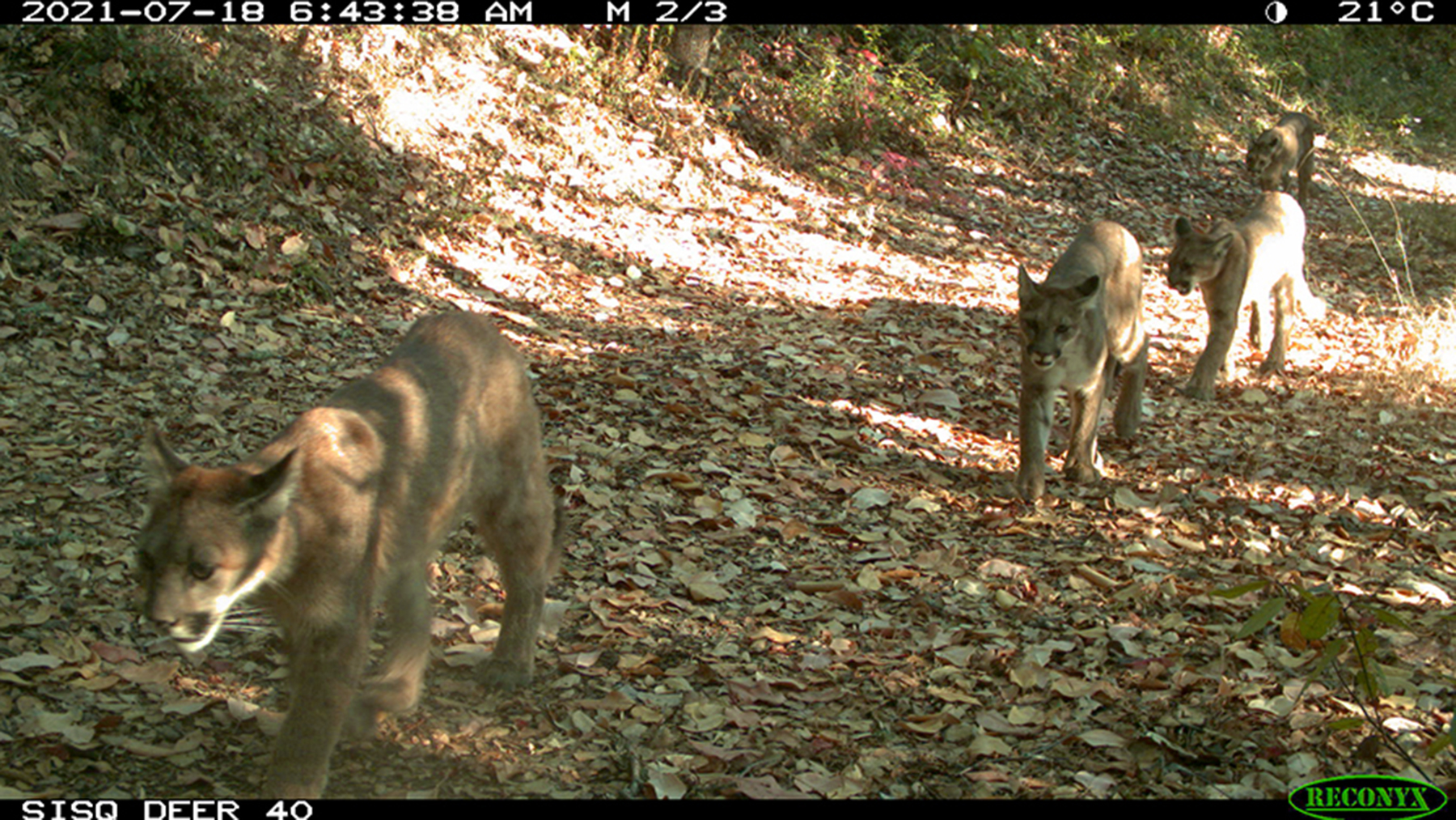 Three pumas walking together.  Camera-trap photo courtesy Alex Avrin