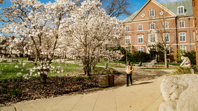 Dogwood trees flowering outside the undergraduate library. Photo by L.B. Stauffer