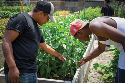 two young men look at pepper plants in an urban, raised-bed garden plot