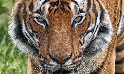 Maylayan Tiger. image by Colin Dengate from Pixabay
