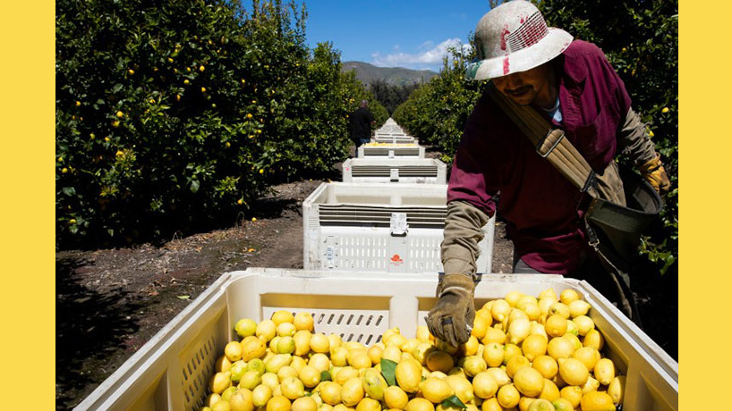 agricultural worker sorts lemons