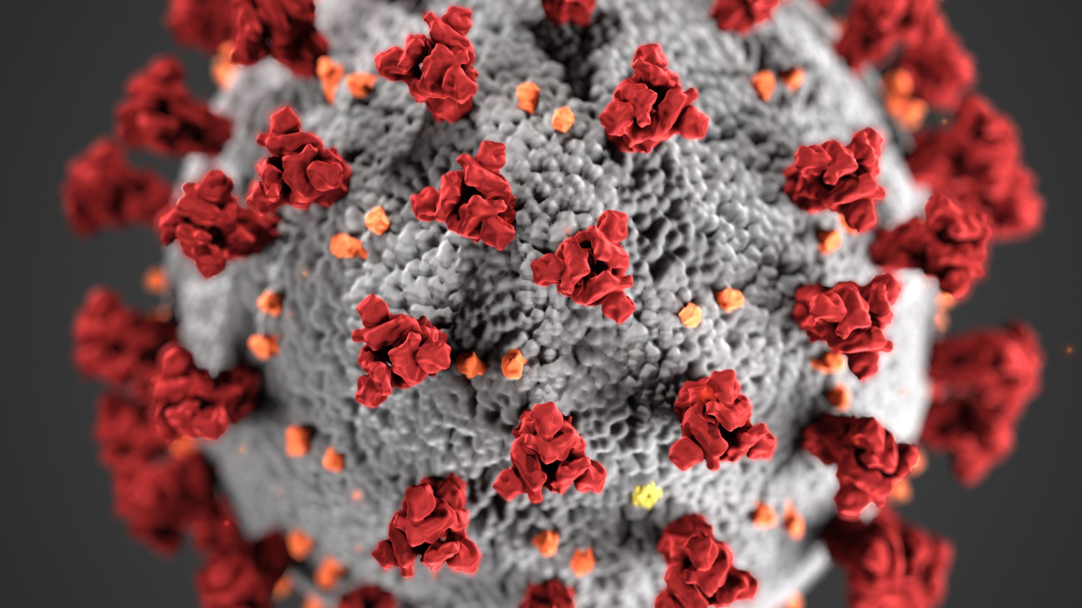 COVID-19 virus. Image by U.S. Department of State