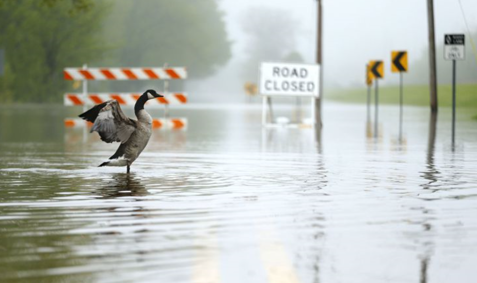 A goose moves across a flooded Camp Grounds Road near the Des Plaines River on May 19, 2020 in Des Plaines. (Stacey Wescott / Chicago Tribune)