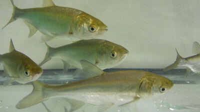 Silver carp produce more offspring than other carp species.  Photo by USGS