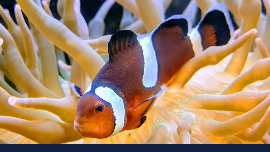 Anemonefish Photo By: Ed Clint