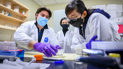 Graduate student Jennifer Kusumah, center; postdoctoral researcher Erick Damian Castañeda-Reyes, right; and undergraduate student Elen Huang, left; examine the antioxidant effects of soybean proteins that can decrease LDL cholesterol storage in human liver cells, potentially curtailing the development of metabolic diseases such as fatty liver disease and atherosclerosis.  Photo by Fred Zwicky