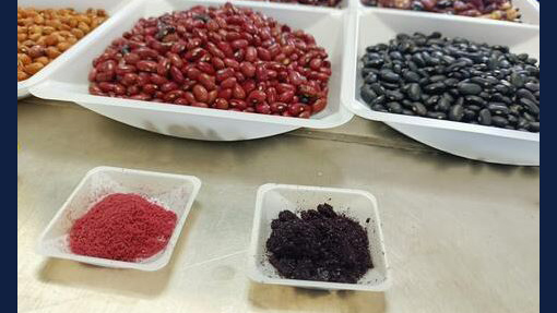 trays of black, red and pinto beans, along with the ground bean seed coats that were used for testing