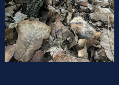 young bird nests among leaves on the forest floor. Photo by author