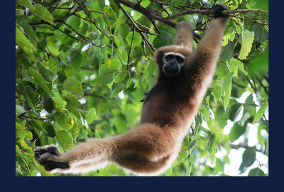 a skywalker gibbon swings from tree limbs. Photo via Wikimedia Commons