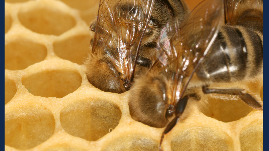 Apis mellifera carnica worker bee in a honeycomb. Photo via Wikimedia Commons