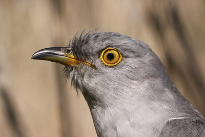 The head of a common cuckoo.