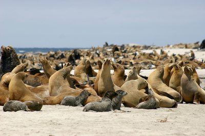 Photo of sea lions gathered on the breeding beaches of one of the Channel Islands