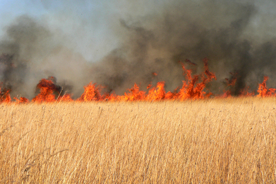 Photo of a prairie fire with yellow grass in the foreground.