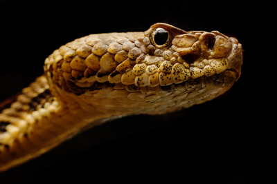 Image of the head and face of a timber rattlesnake. It looks concerned.