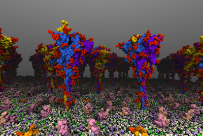A computer rendering of an atomic-level model of viral spike proteins