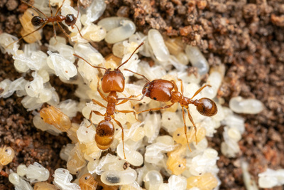 A picture of Pheidole dentata ants attending to eggs in their nest.