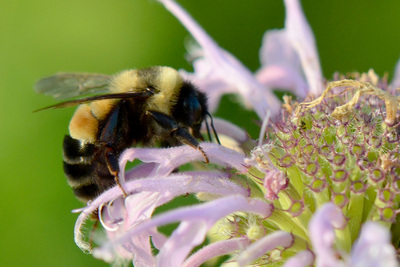 Photo of rusty patched bumble bee on a bee balm flower.