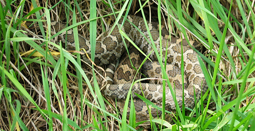An emerging fungal disease threatens the last eastern massasauga rattlesnake population in Illinois.