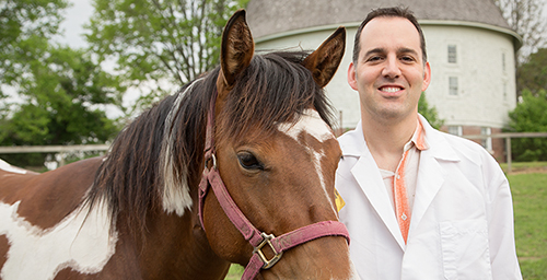 Stuart C. Clark-Price, a specialist in anesthesiology and pain management in the U. of I. Veterinary Teaching Hospital, is leading a multiuniversity research project aimed at developing treatment protocols that help horses get back on their hooves quickly and safely after surgery.