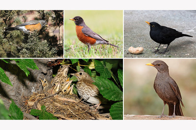 Photos show differences and similarities in the plumage of males and females of several thrush species.