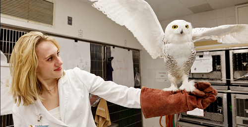 Qigiq, an injured snowy owl, shows off his progress to Anne Rivas, the senior manager at the UI Wildlife Medical Clinic, who has been in charge of his care since he arrived at the clinic in January.