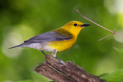 Photo of a female prothonotary warbler, with her yellow and gray plumage.