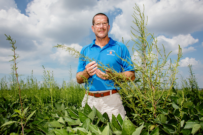 Crop sciences professor Aaron Hager examines herbicide-resistant waterhemp.
